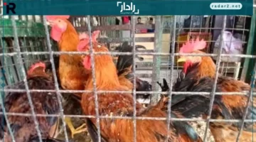 أسعار الفراخ في الإسكندرية اليوم تتصدر السوق